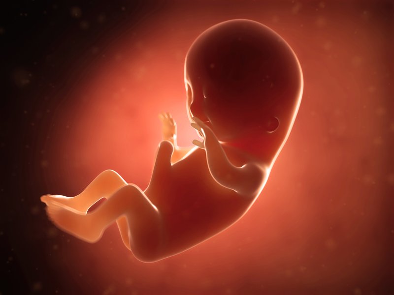 Ftus im 3. Schwangerschaftsmonat